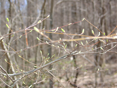 springblossom