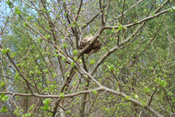nest