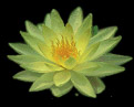 What is Zen?